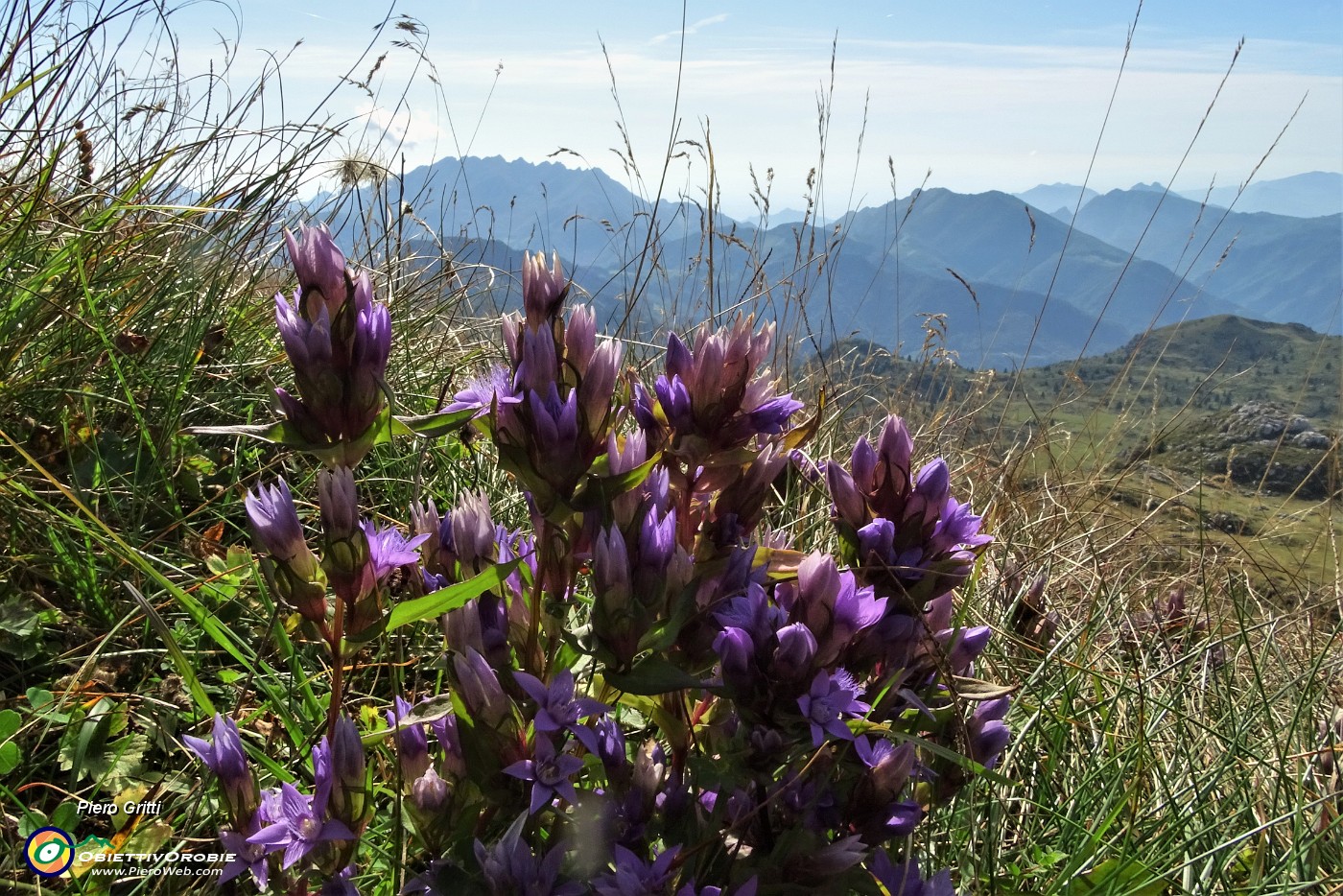 72 Gentiana anisodonta ramosa anche per  Resegone-Due Mani-Corni di Canzo.JPG